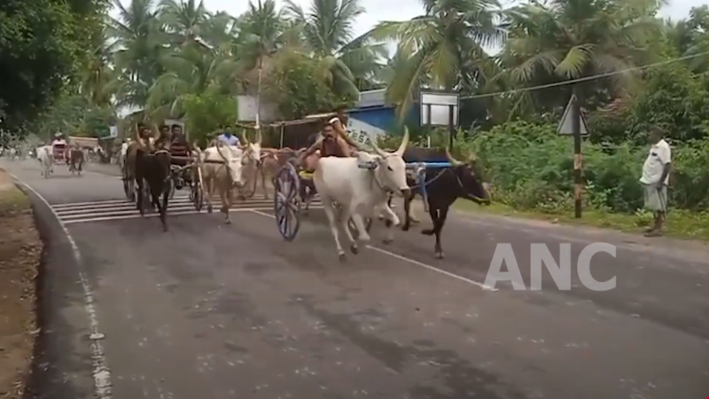 மிலாடி நபி திருவிழாவை முன்னிட்டு அக்கினி பஜார் இளைஞர்களால் நடத்தப்பட்ட மாட்டுவண்டி மற்றும் குதிரை வண்டி பந்தயம்