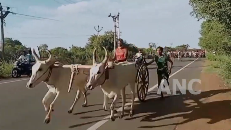 திமுக கழக மாநில இளைஞரணி செயலாளர், தமிழ்நாடு துணை முதலமைச்சர் உதயநிதி ஸ்டாலின் பிறந்தநாள் விழாவை முன்னிட்டு இளைஞரணி சார்பில் முதலாம் ஆண்டு மாபெரும் மாட்டுவண்டி எல்லை பந்தயம் நடந்தது.